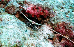 IMG_7607rc_Maldives_Madoogali_Langouste-Panulirus versicolor